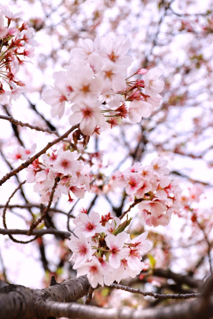 hanami tokyo