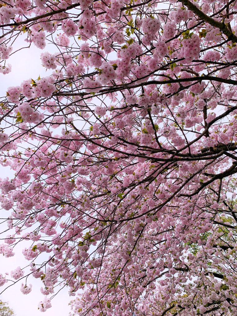 hanami kyoto